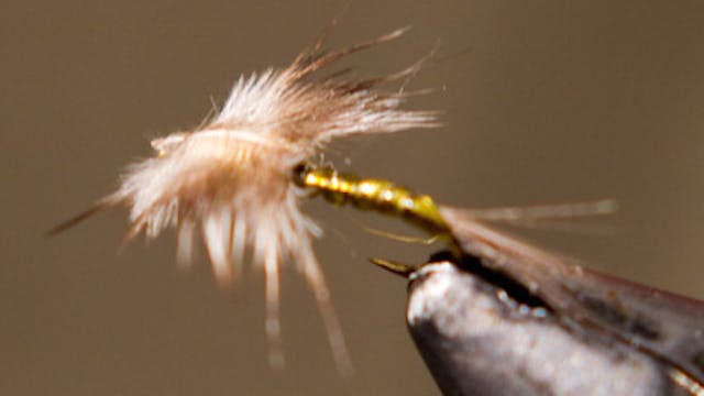 Josh Stanish: Baetis Wonder Nymph