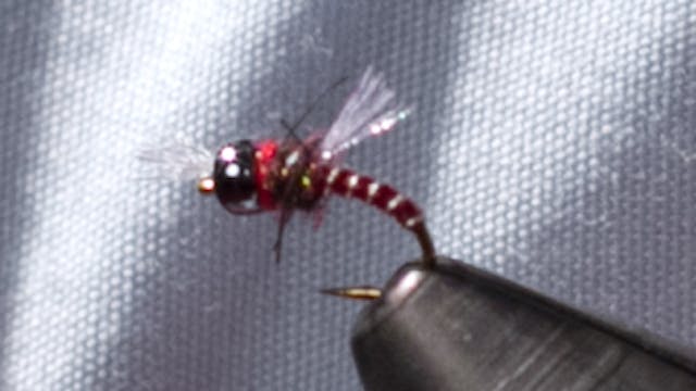 Al Ritt: ARF Midge Pupa