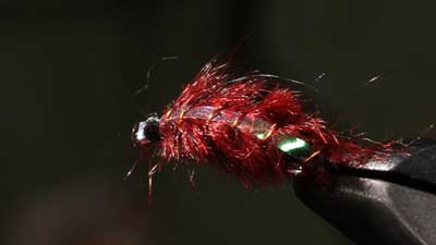 Tyler Dimond: Purple Czech Nymph