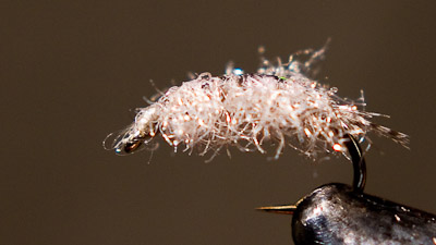 Josh Stanish: Carpet Sowbug