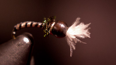 Boots Allen: Day-2 Midge Pupa