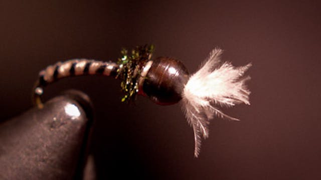 Boots Allen: Day-2 Midge Pupa