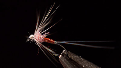 Jerry Criss: TLF BWO Softhackle