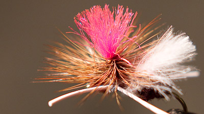 Josh Stanish: Turk's Power Ant