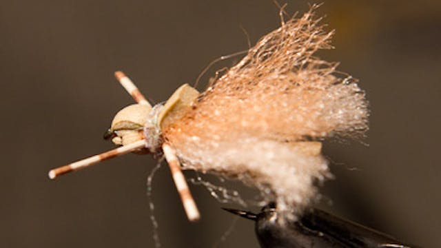 Josh Stanish: Ug bug Spruce Moth