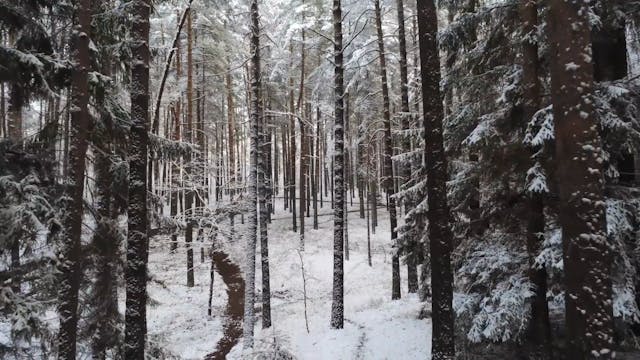 Winter Wonderland Magic Movie