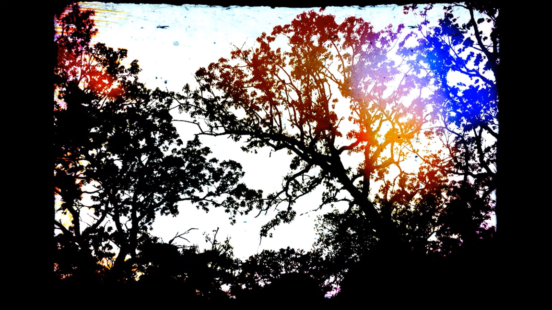 TheHootRide_ Meow Meow