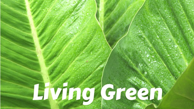 Living Green | Green Recipes & Tips