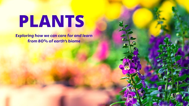 PLANTS | Intro to Plants | Protecting, Honoring & Learning From