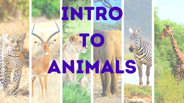 ANIMALS | Intro to Animals | Protecti...