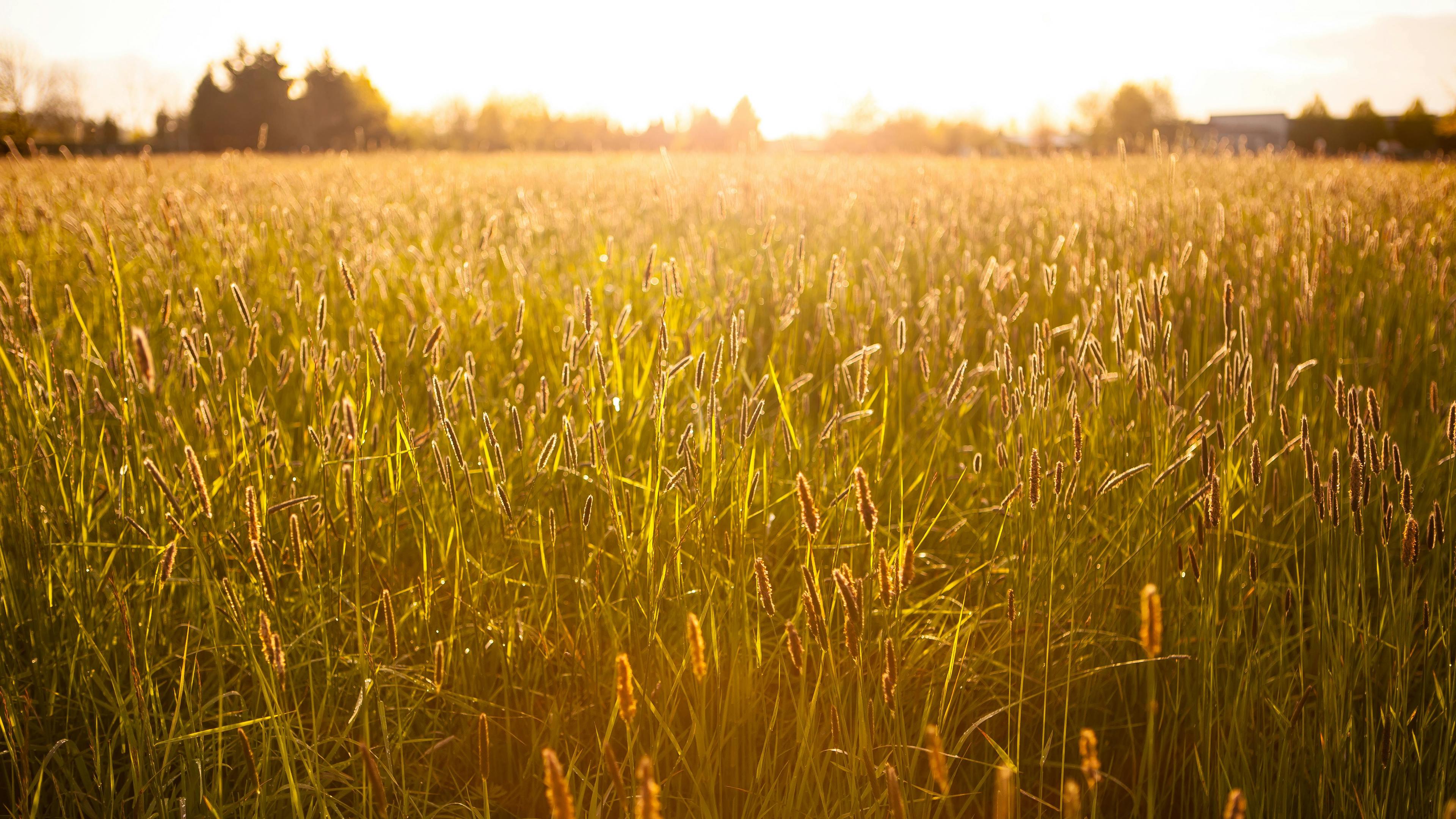 Free Luminous Mind Meditation