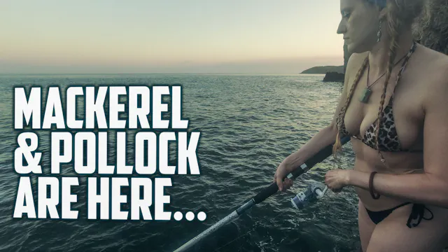 MACKEREL (AND POLLOCK) ARE HERE (UNCE...
