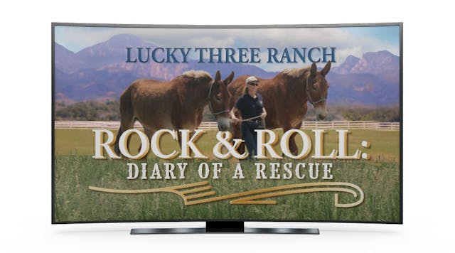 Rock and Roll: Diary of a Rescue