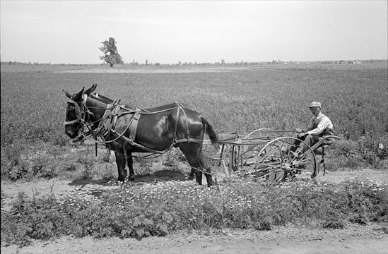 Building a Nation: The History of the American Mule