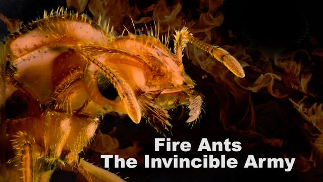 Fire Ants: The Invincible Army