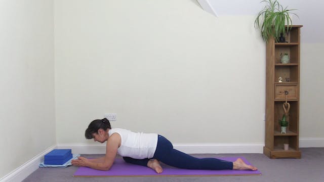 Cats, Dogs, Pigeons and Other Animals