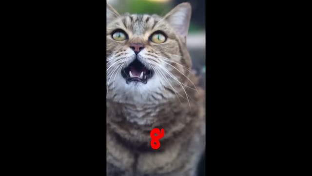 10 Second Cats #timertopia