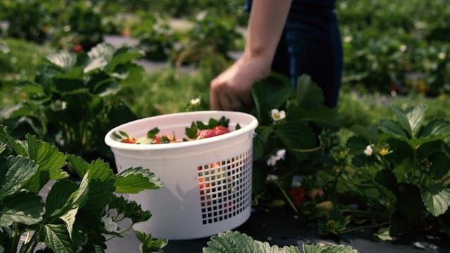 Jordan Story - Mark's Melon Patch