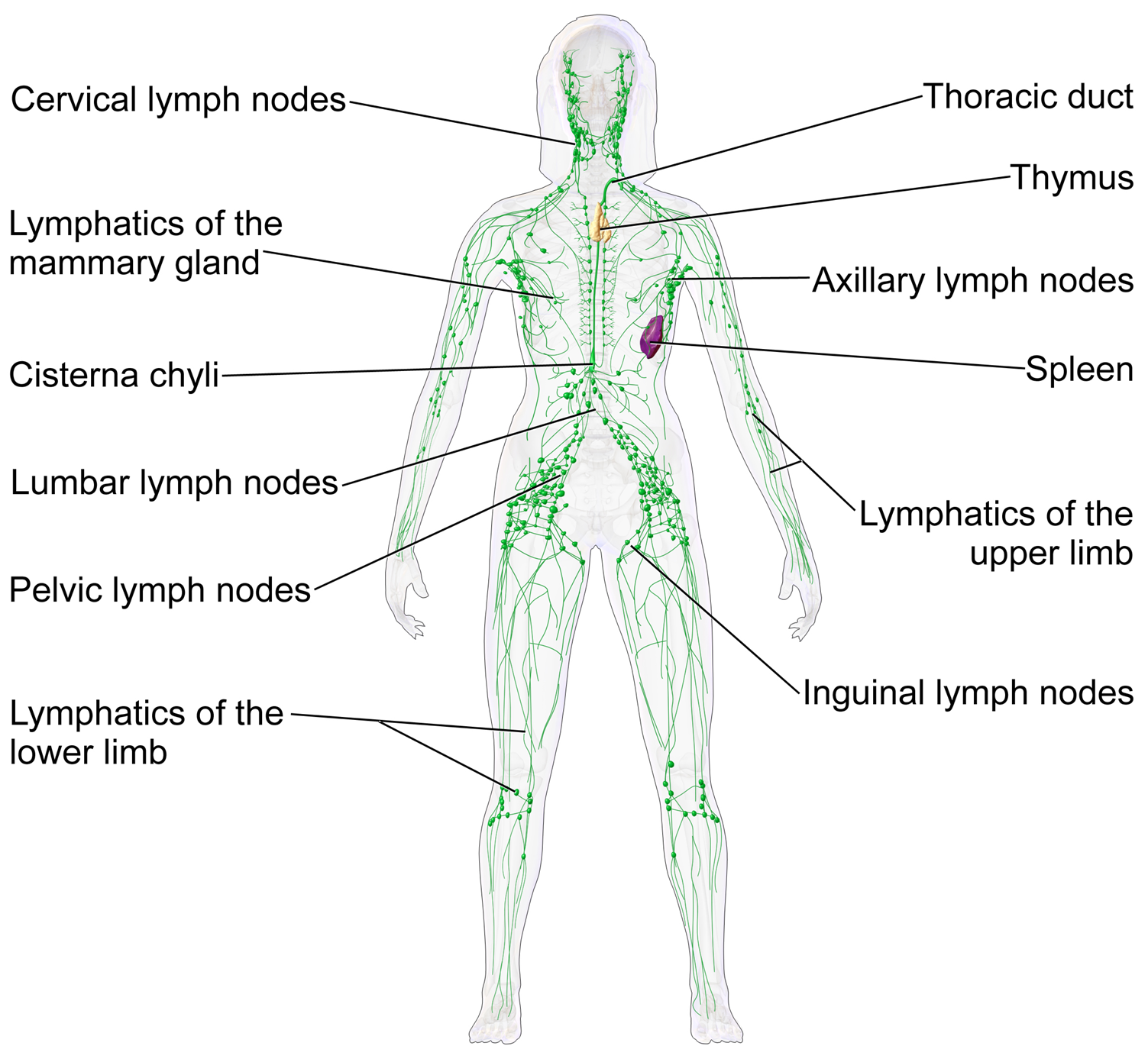 Lymphatic Drainage exploration 1