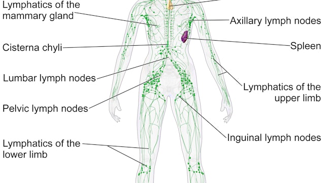 Lymphatic Drainage exploration 1