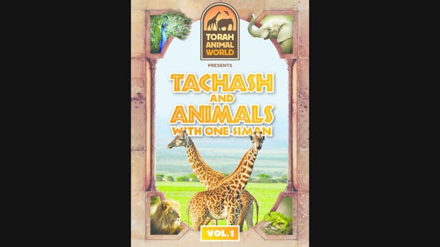 Tachash and Animals with one Siman Vol. 1