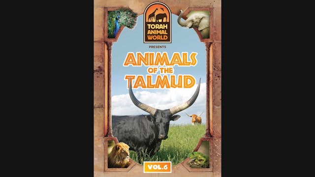  Animals of the Talmud Vol. 6