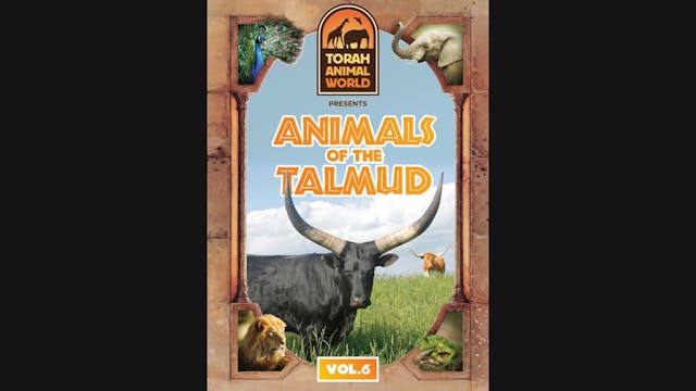 Animals of the Talmud Vol. 6