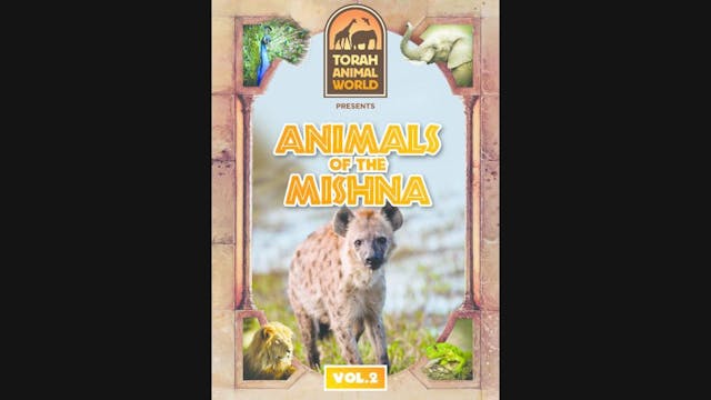 ANIMALS OF THE MISHNA VOL 2. (ENGLISH)