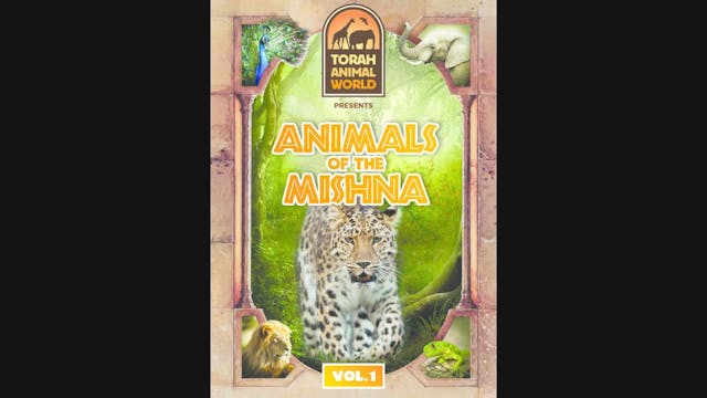 Animals of The Mishna Vol. 1