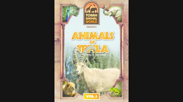 Animals of Tefila Vol. 3