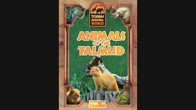 Animals of the Talmud Vol. 11