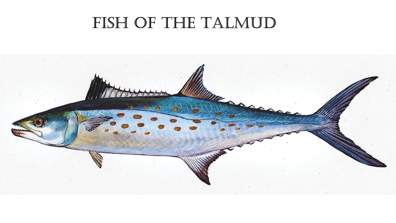 Fish of The Talmud