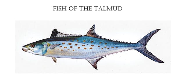 Fish of The Talmud