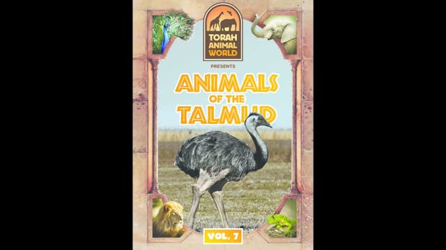 Animals of the Talmud Vol. 7