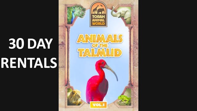 Animals of the Talmud Vol. 3