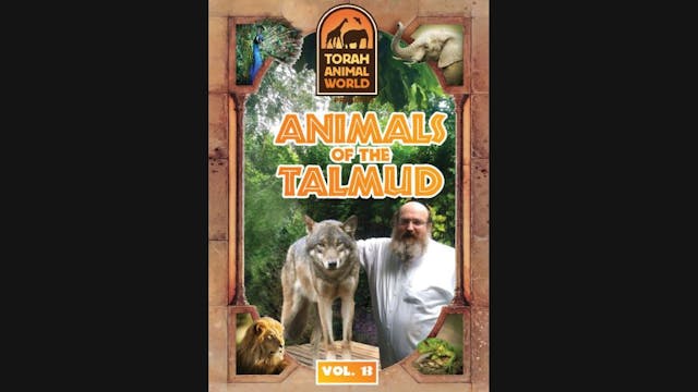 Animals of the Talmud Vol. 13