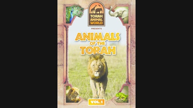 Animals of The Torah Vol. 1