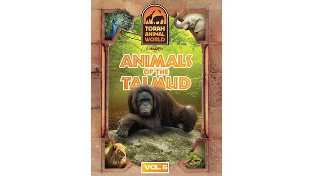 Animals of the Talmud Vol. 5