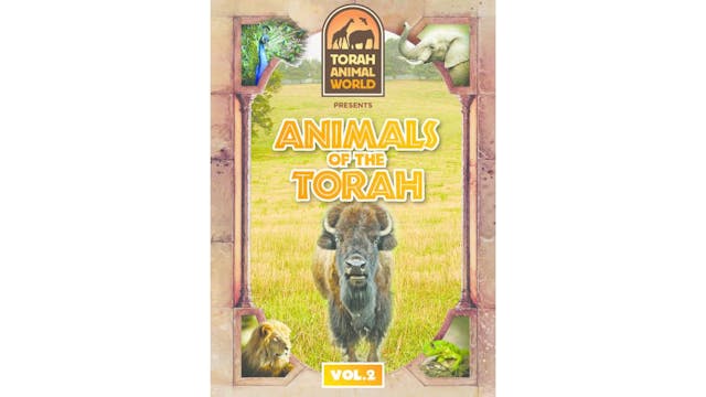 Animals Of The Torah Vol. 2