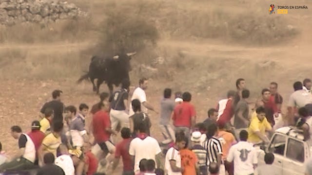 Brihuega 2005 - Bulls Released Throug...