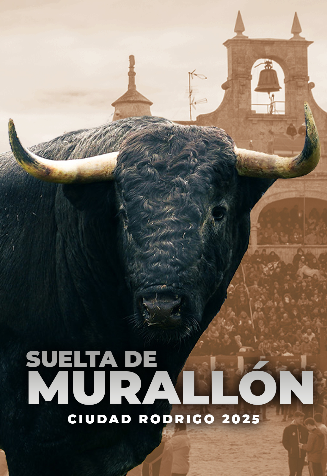 Ciudad Rodrigo - Exhibition of the bull 'Murallón'