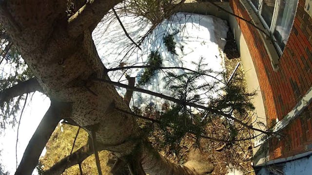 Ride the Pine