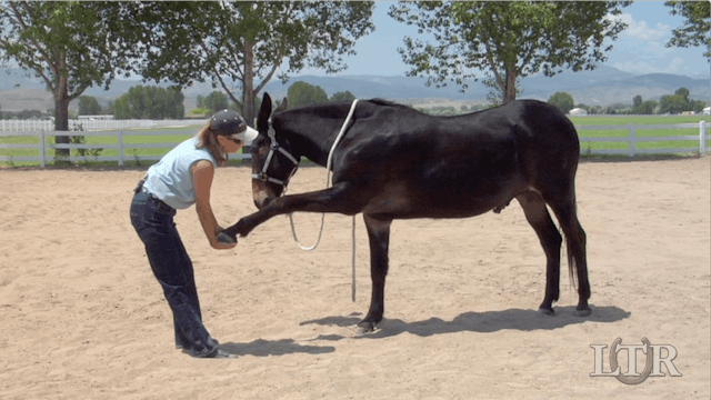 Equus Revisited: Athletic Conditioning for Longevity