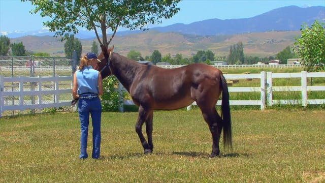 Equus Revisited: Building Coordination through Obstacles