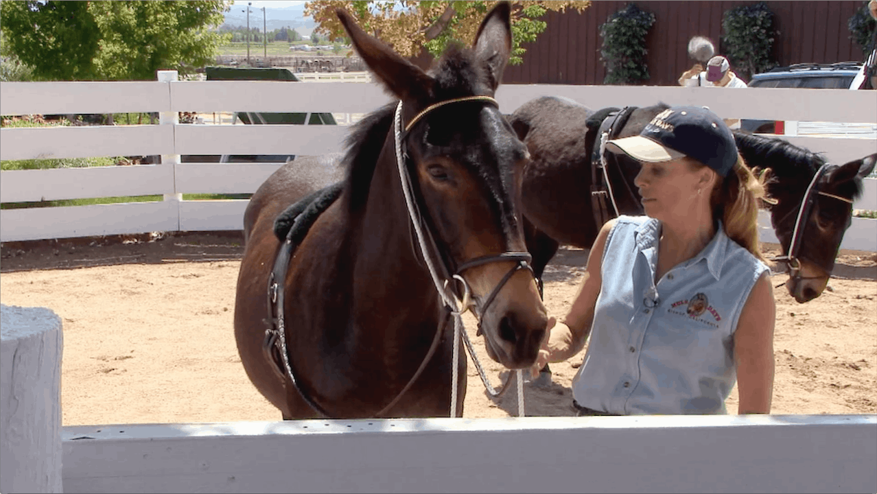 ER: The Elbow Pull for Good Posture