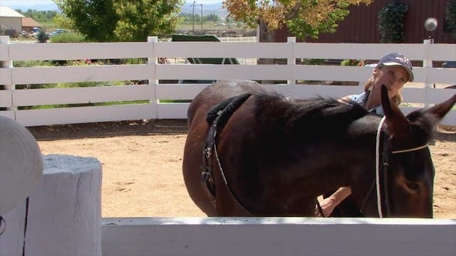 Equus Revisited: The Elbow Pull for Good Posture