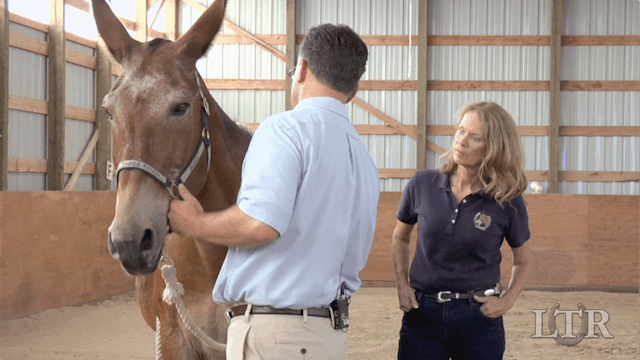 Equus Revisited: Balance, Body Awareness & Good Posture