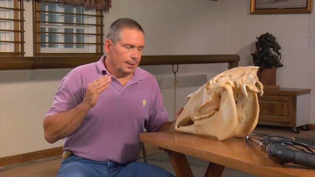 Equus Revisited: The Equine's Skull