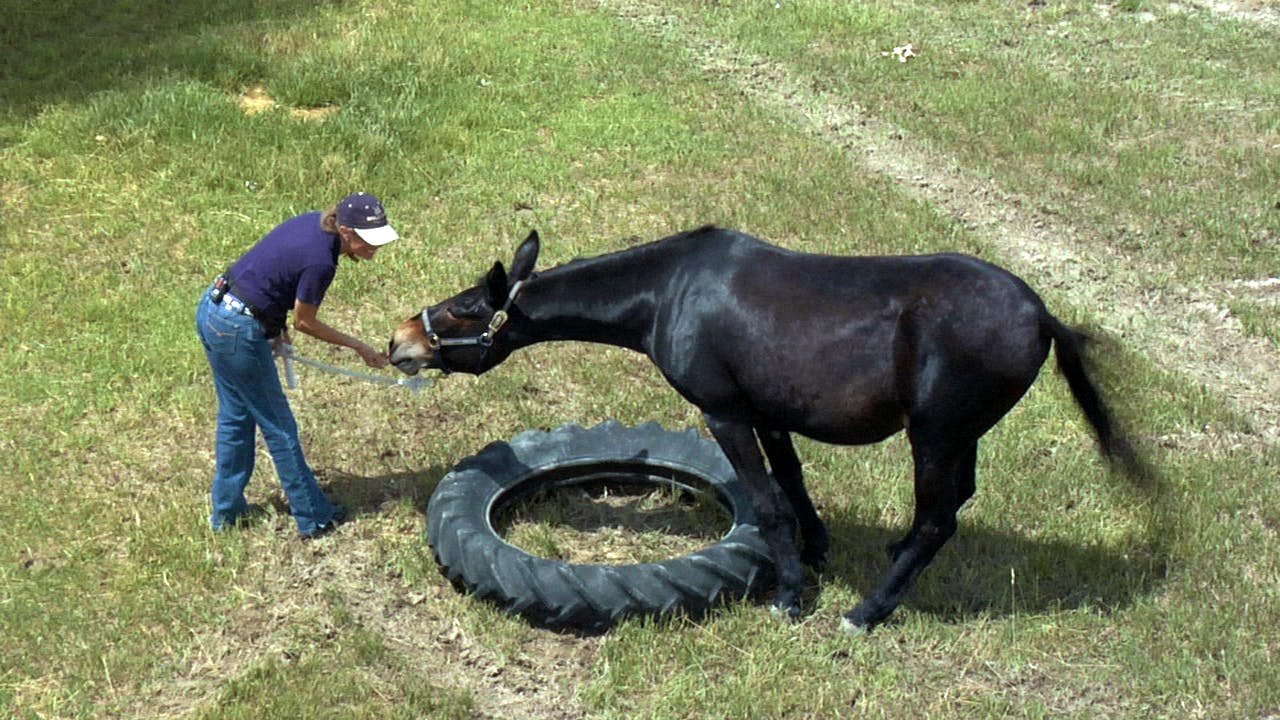 Equus Revisited