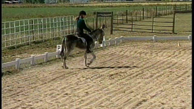 Saddle Training the Donkey, Part 2